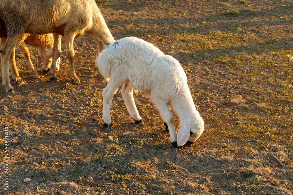 Fototapeta premium a lamb grazing at sunset,close-up a newborn lamb,