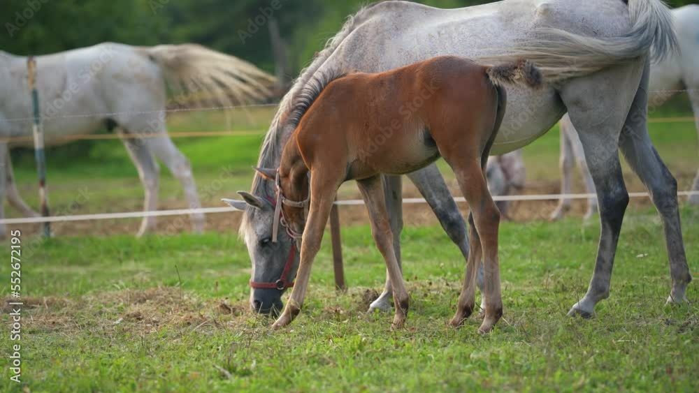Brown and white Arabian horses grazing on green field, small foal and mother Brown and white Arabian horses grazing on green field, small foal and mother