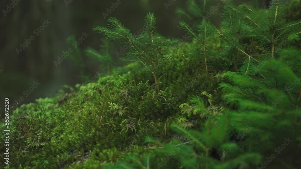 Moss and small coniferous bushes growing over falling tree in forest, closeup detail, camera slides near Moss and small coniferous bushes growing over falling tree in forest, closeup detail, camera slides near