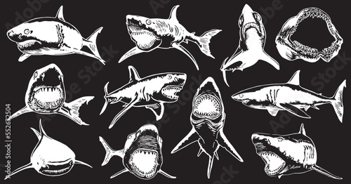 Graphical big set of sharks and jaws isolated on black background,vector elements , great white shark