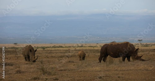 A white rhinoceros and her calf walking in the savannah in Kenya