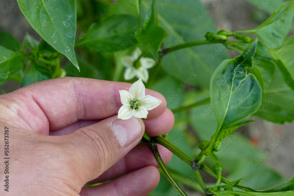 vegetable garden, flower of the pepper plant