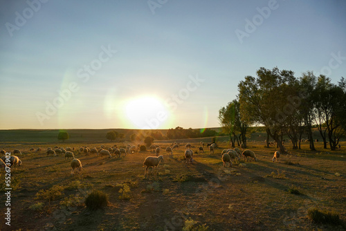 flock of sheep grazing in the field at sunset, sheep and lambs grazing in the open field,