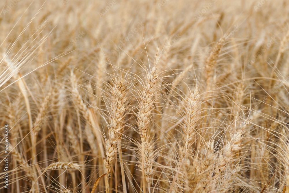 close-up dried wheat plant ready to be harvested,dry wheat ears,wheat ears, close-up dried wheat plant ready to be harvested,dry wheat ears,wheat ears,