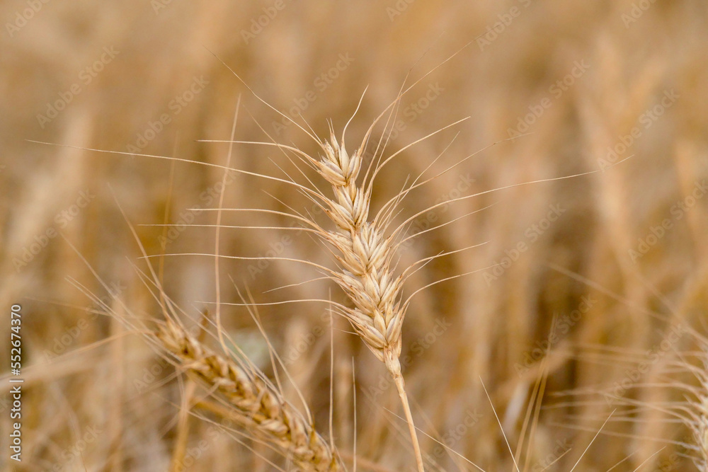 close-up dried wheat plant ready to be harvested,dry wheat ears,wheat ears, close-up dried wheat plant ready to be harvested,dry wheat ears,wheat ears,