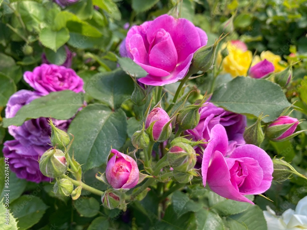 Beautiful rose pink purple flowers bunch. Beautiful rose pink purple flowers bunch.