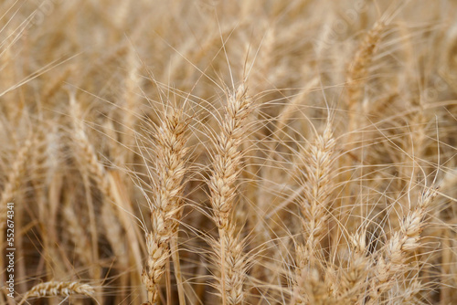 close-up dried wheat plant ready to be harvested,dry wheat ears,wheat ears,