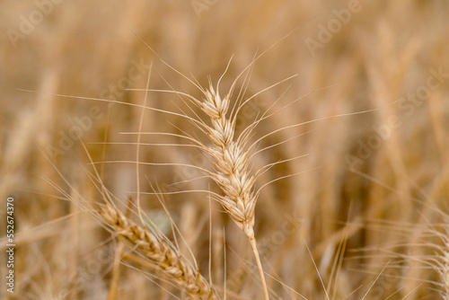 close-up dried wheat plant ready to be harvested dry wheat ears wheat ears 