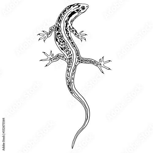 Lizzard black and white illustration. Vector outline salamander in a black and white oneline artsyle. Iguana reptile coloring page, tattoo design, logo.