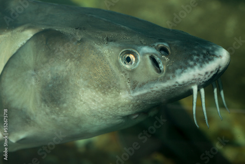 Russian sturgeon (Acipenser gueldenstaedtii), is a species of fish in the family Acipenseridae. Head of a waterfowl animal.