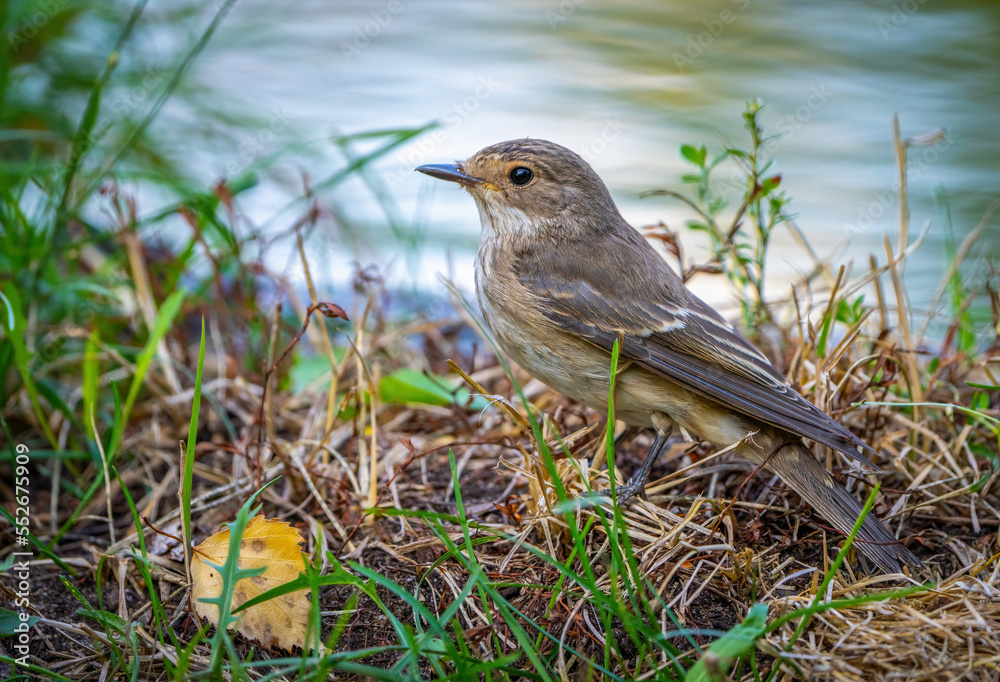 The Spotted flycatcher bird stands among the grass on the background of a pond The Spotted flycatcher bird stands among the grass on the background of a pond
