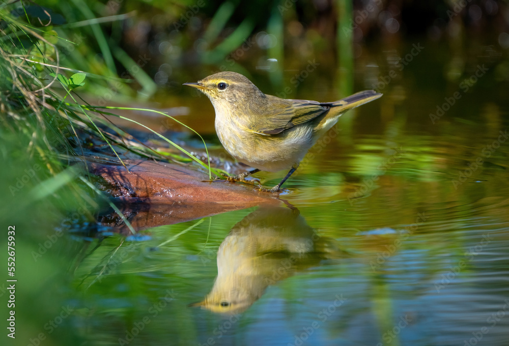 The Common chiffchaff bird stands on a rock sticking out of a pond and looks at its reflection The Common chiffchaff bird stands on a rock sticking out of a pond and looks at its reflection