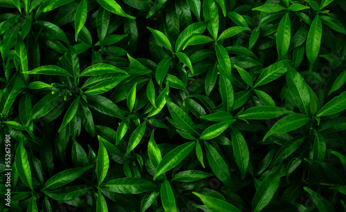 tropical leaves, abstract green leaves texture, Green leaves pattern background.                            © surasak