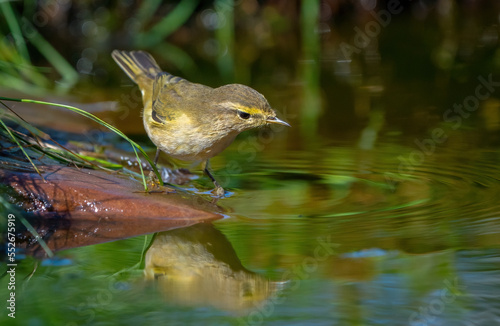 The Common chiffchaff bird stands on a rock sticking out of a pond and looks at its reflection photo