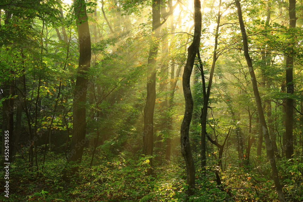 Obraz premium 森に射す光芒