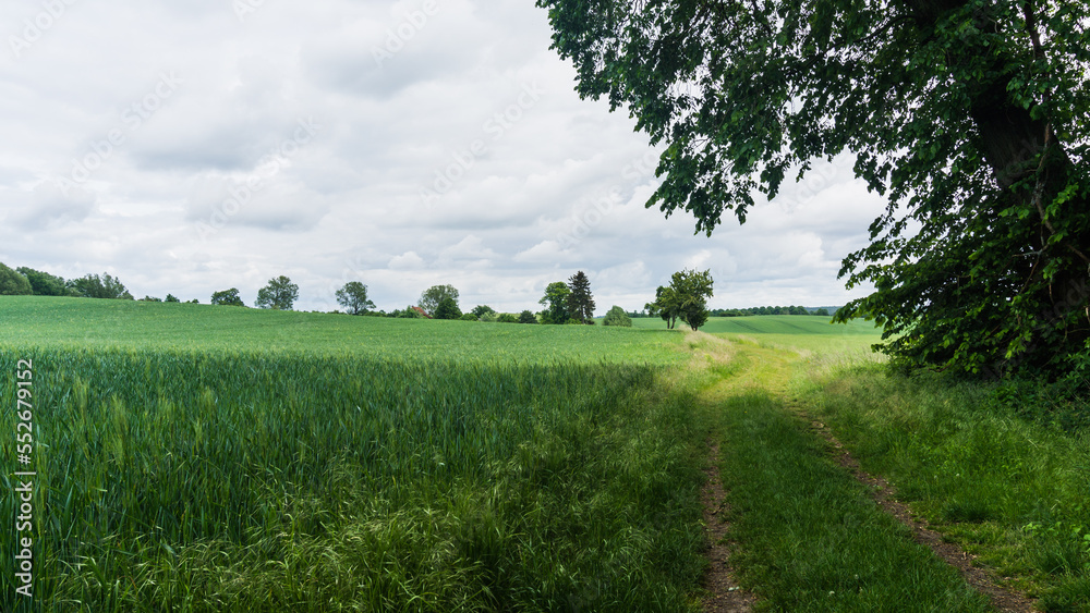 Obraz premium Feldweg mit grünen Feldern bei Benzin in Mecklenburg