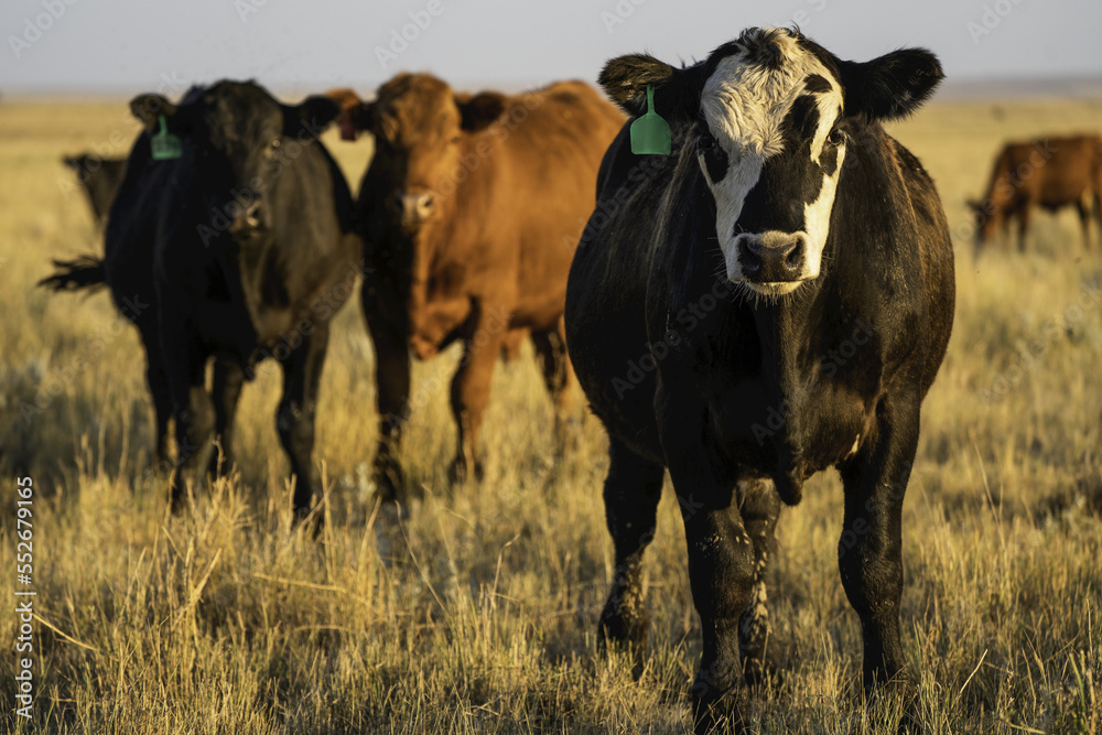 Cows in a field on the Canadian prairies; Val Marie, Saskatchewan, Canada Cows in a field on the Canadian prairies; Val Marie, Saskatchewan, Canada