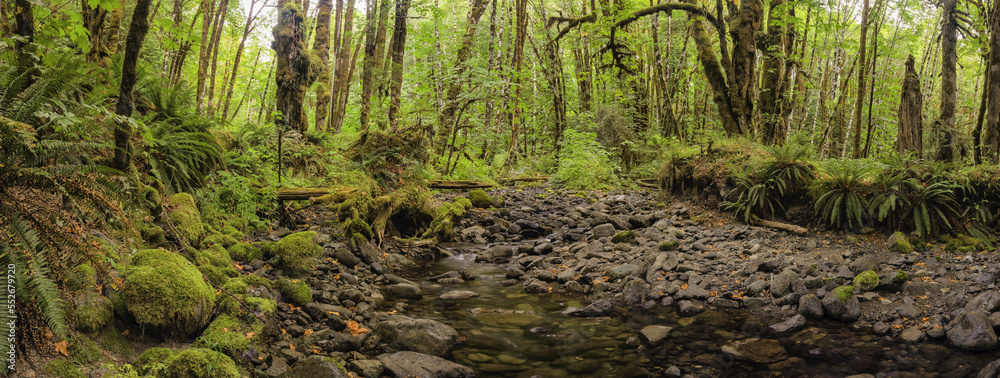 Stream running through a lush rainforest; Port Renfrew, British Columbia, Canada Stream running through a lush rainforest; Port Renfrew, British Columbia, Canada