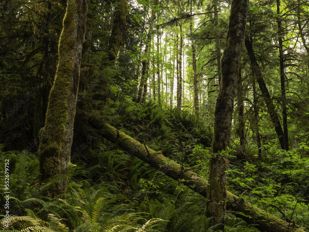 Thick moss hangs from trees in a rainforest along Nile Creek, near Campbell River; British Columbia, Canada Thick moss hangs from trees in a rainforest along Nile Creek, near Campbell River; British Columbia, Canada
