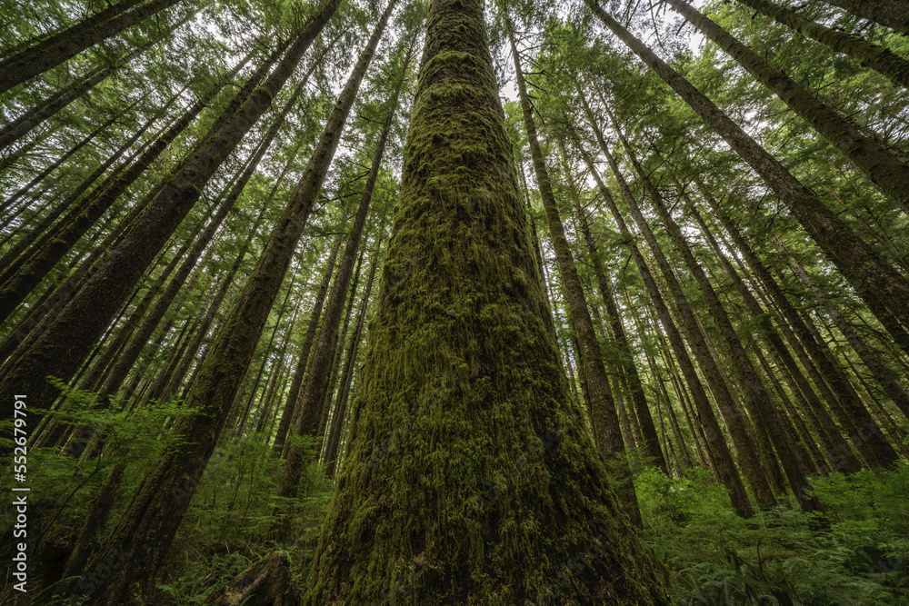 Thick moss hangs from trees in a rainforest near Port Renfrew; British Columbia, Canada Thick moss hangs from trees in a rainforest near Port Renfrew; British Columbia, Canada