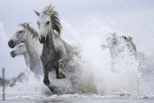White horses of Camargue running out of the water; Camargue, France