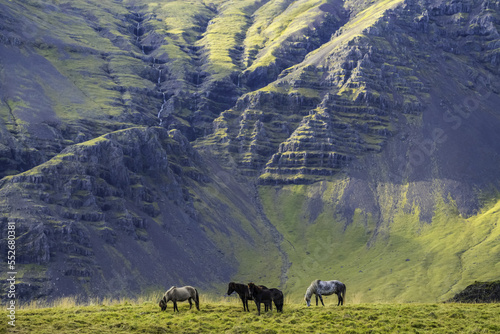 Icelandic horses in the natural landscape; Iceland photo