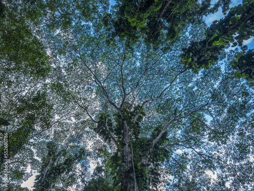 Looking up into the canopy of trees in the lush rainforests of Oahu; Oahu, Hawaii, United States of America photo