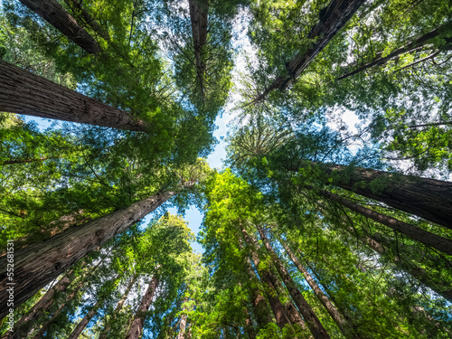 California Redwoods, USA photo
