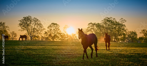 Tela Thoroughbred horses walking in a field at sunrise.