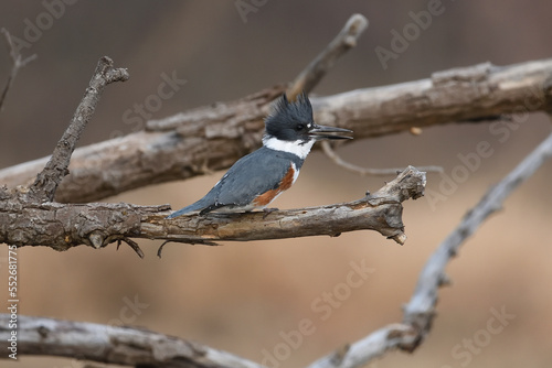 Belted Kingfisher looking for supper