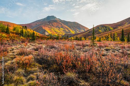 The autumn colours ignite the landscape in colour along the Dempster Highway, Yukon. An amazing, beautiful place any time of year but it takes on a different feel in autumn; Yukon, Canada photo