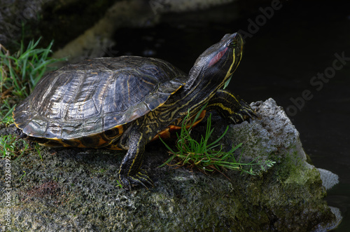 Pond slider turtle, Trachemys scripta, shown basking. Pond sliders are native to the south-central and southeastern United States and northern Mexico.