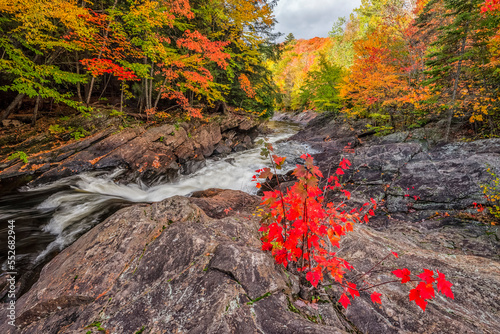 The Oxtongue River flows over a small waterfall near Dwight. Fall colours ignite the landscape in beautiful colours; Dwight, Ontario, Canada photo