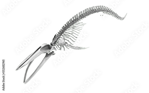 whale skeleton on transparent background 