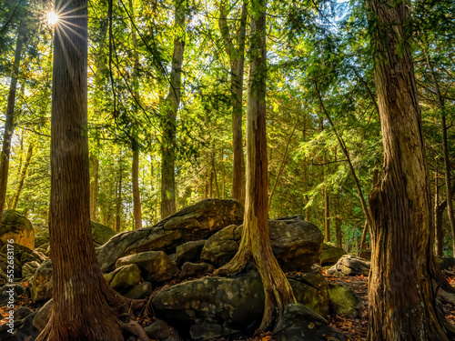 A peaceful, fairytale like setting in an Ontario forest. Sunstar shining through the trees; Owen Sound, Ontario, Canada photo