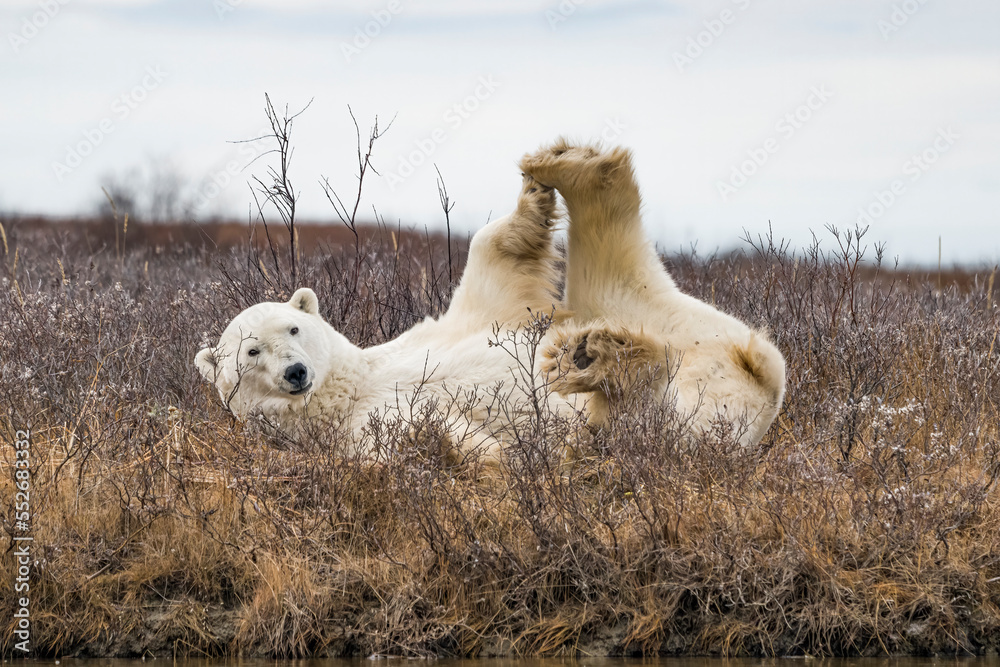 Polar bear (Ursus maritimus) laying in the grass; Churchill, Manitoba, Canada Polar bear (Ursus maritimus) laying in the grass; Churchill, Manitoba, Canada