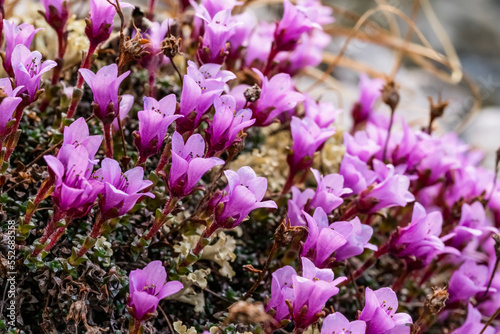 Close-up of purple Saxifragen (Saxifraga oppositifolia) in bloom; Yukon, Canada photo