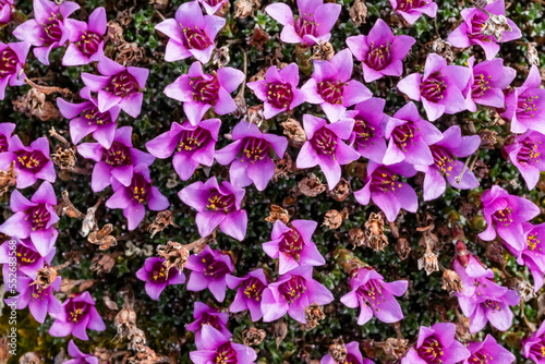 Close-up of purple Saxifragen (Saxifraga oppositifolia) in bloom; Yukon, Canada photo