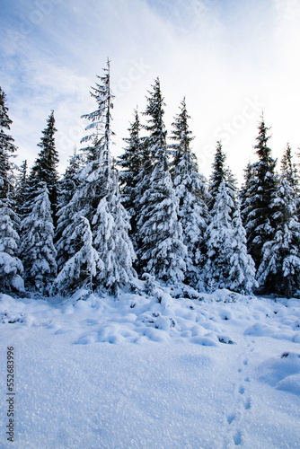 winter landscape with snow covered fir trees