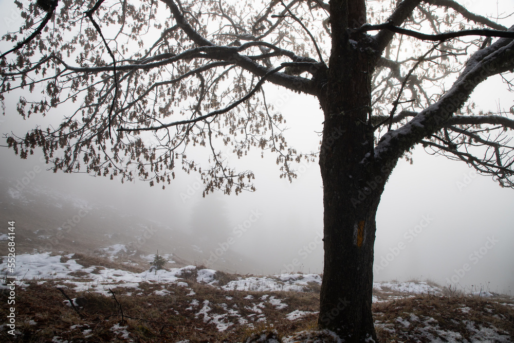 foggy winter landscape in the mountains foggy winter landscape in the mountains