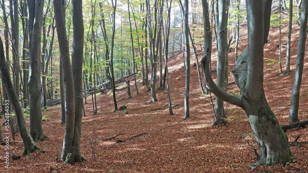 A forest of deciduous trees in the autumn season. The Sulov Rocks, national nature reserve in northwest of Slovakia, Europe. A forest of deciduous trees in the autumn season. The Sulov Rocks, national nature reserve in northwest of Slovakia, Europe.