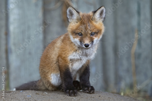 Portrait of a Red fox kit (Vulpes vulpes). These are urban foxes and live in abundance within city limits of Whitehorse; Whitehorse, Yukon, Canada photo