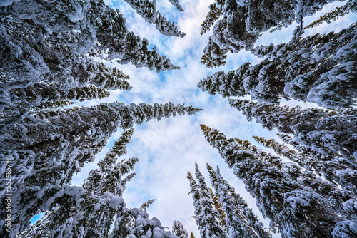 Snowy evergreen trees in a forest reaching to the sky; Whitehorse, Yukon, Canada photo