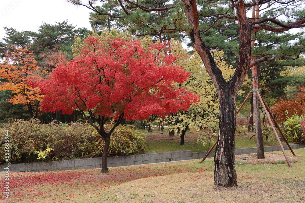 Fototapeta premium Autumn tree