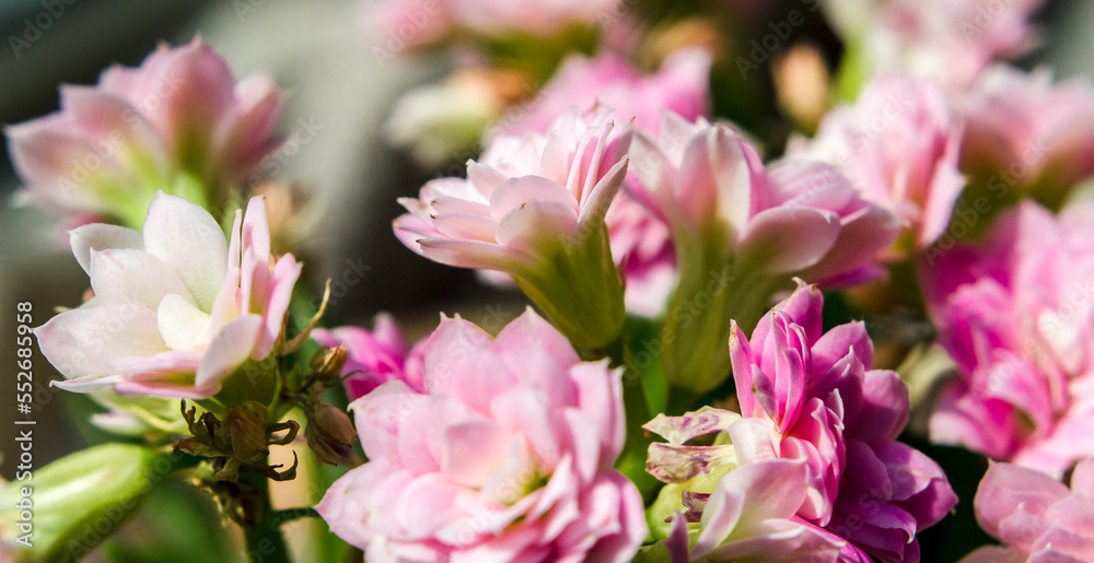 Pink Kalanchoe flowers Pink Kalanchoe flowers