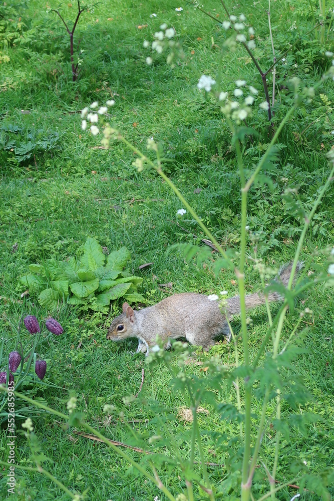 Squirrel in nature 