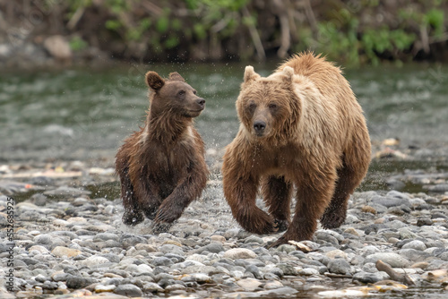 Close-up of a female grizzly bear (Ursus arctos horribilis) and her cub running along the rocky shore of the Nakina River after being startled by another bear; Atlin, British Columbia, Canada
