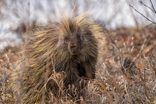 Portrait of a Porcupine along the roadside in the brush; Haines Junction, Yukon, Canada photo
