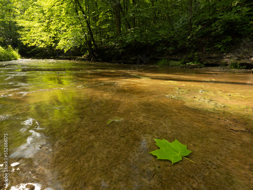 Green leaf submerged in shallow stream and stuck to the rock under clear water; Strathroy, Ontario, Canada photo