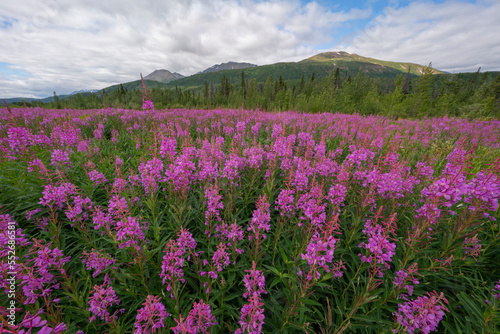 Field of fireweed (Chamaenerion angustifolium), the official flower of Yukon; Whitehorse, Yukon, Canada photo